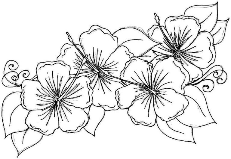 Hawaiian Flower Coloring Pages Easy