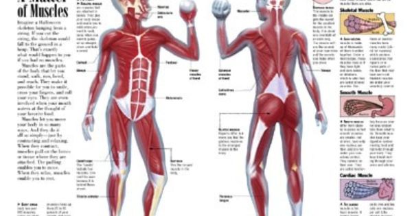 Muscular System Muscle Labeling Worksheet Pdf