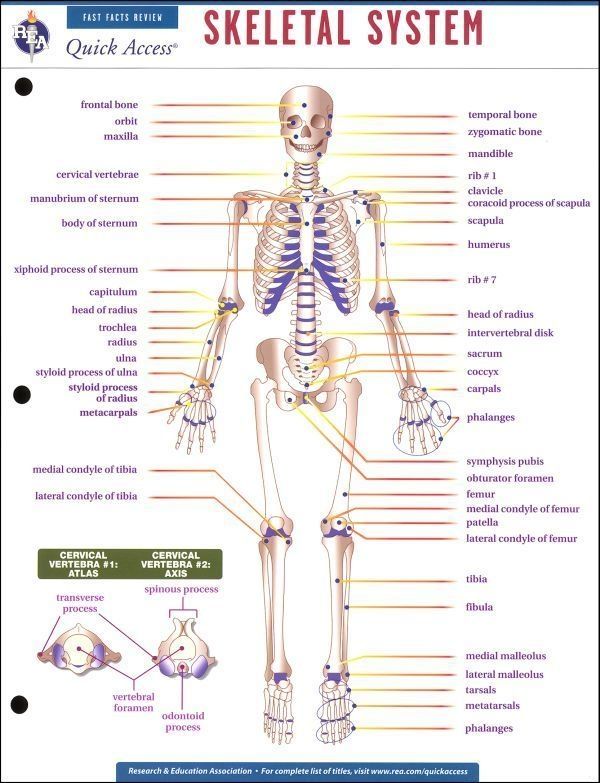College Anatomy Worksheets Pdf