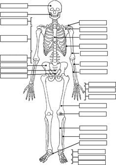 Skeletal And Muscular System Worksheet Pdf