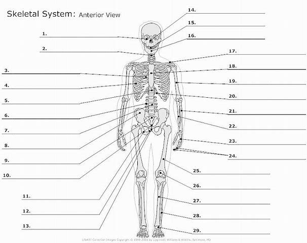 College Anatomy Labeling Worksheets