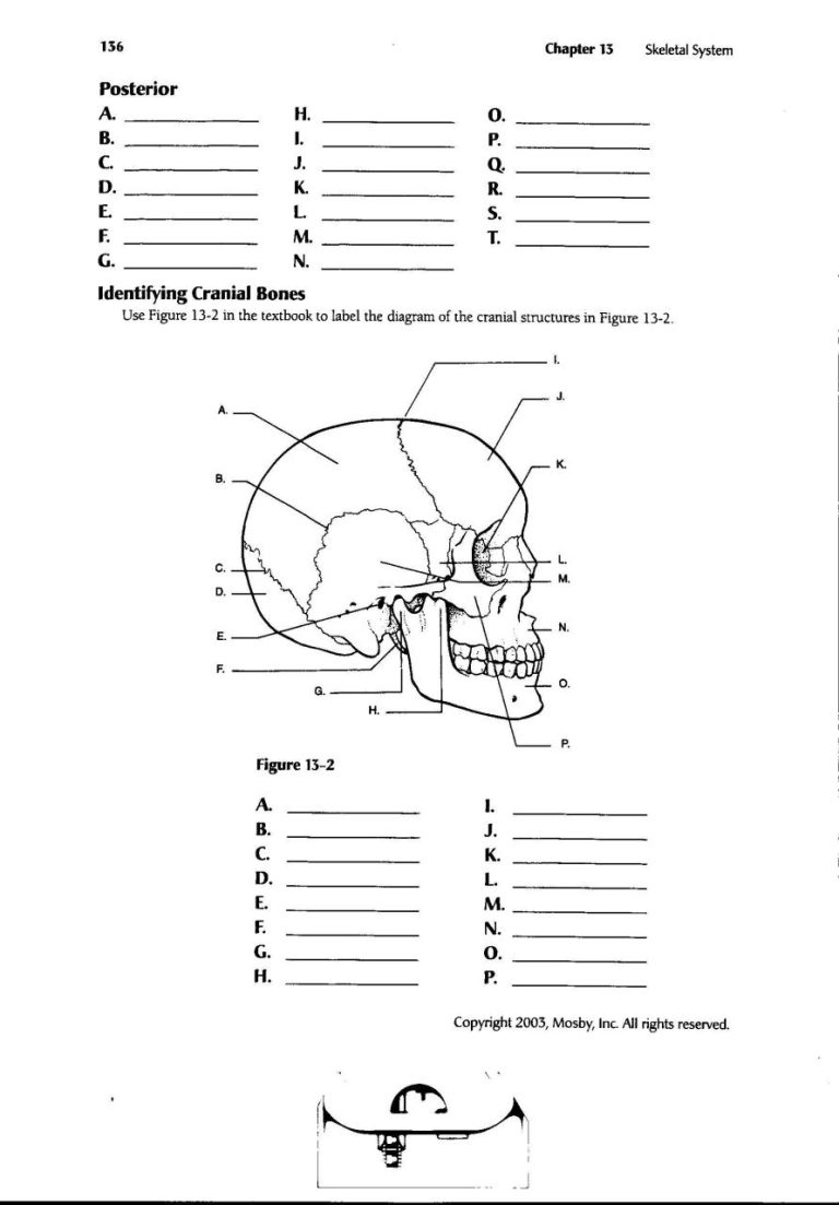 Anatomy And Physiology Worksheets With Answers