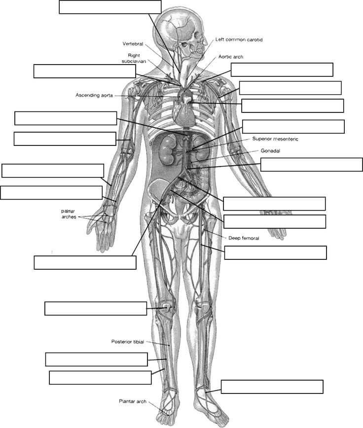 Chapter 7 Muscular System Worksheet Answers
