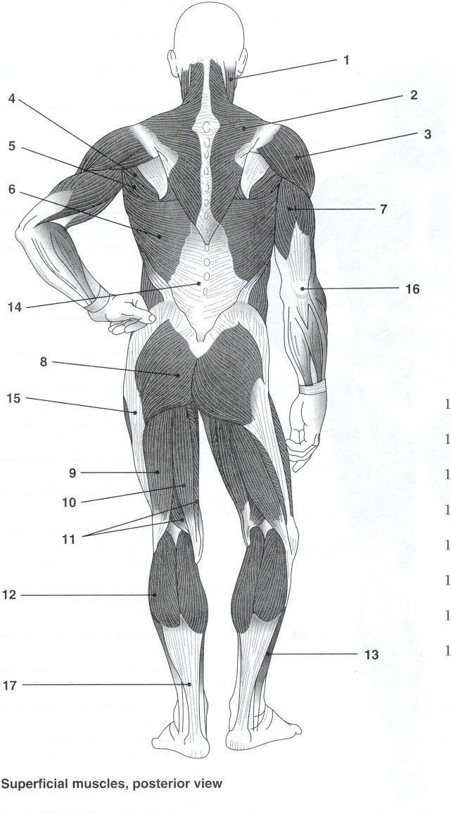 Anterior Muscular System Worksheet Answers