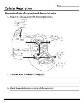 Photosynthesis And Cellular Respiration Diagram Worksheet Answers