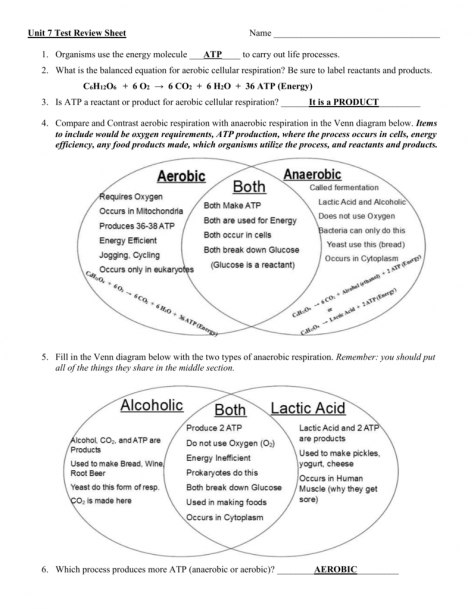 Photosynthesis And Cellular Respiration Venn Diagram Worksheet Answers