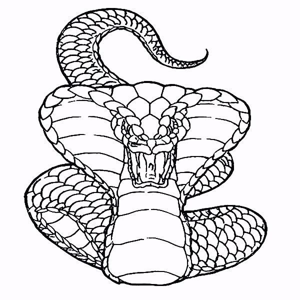 Realistic Scary Snake Coloring Pages