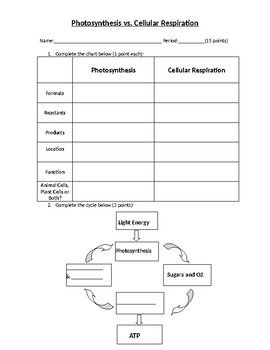 Photosynthesis And Cellular Respiration Comparison Worksheet Answers