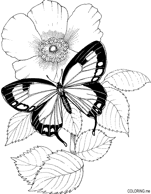Flower Butterfly Coloring Pictures