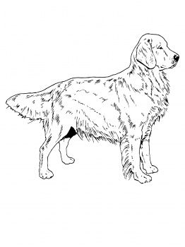 Realistic Dog Coloring Book
