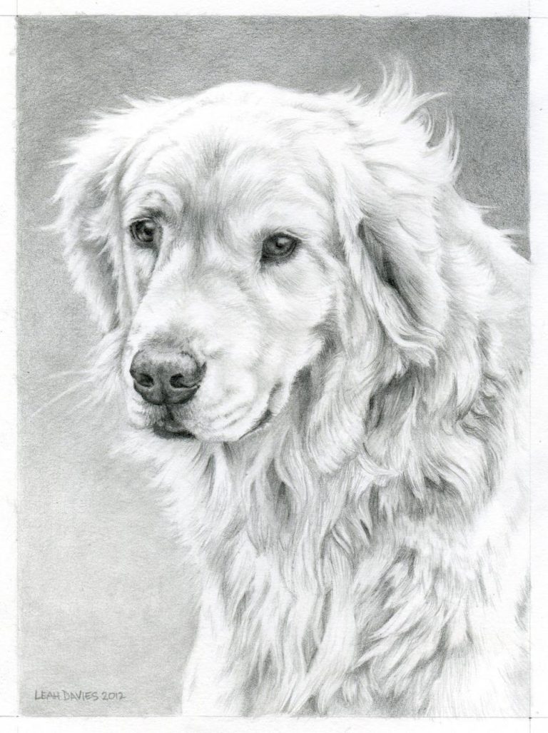 Golden Retriever Dog Coloring Pages Realistic