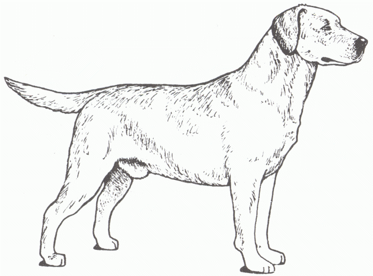Labrador Realistic Dog Coloring Pages