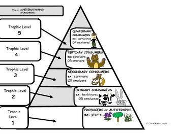 Brainpop Energy Pyramid Worksheet Answers
