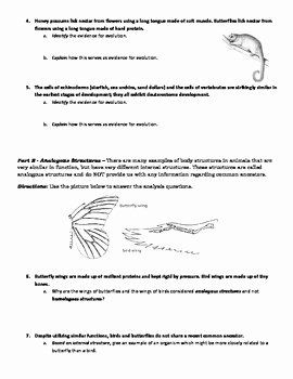 Activity Evidence Of Evolution Worksheet Answers