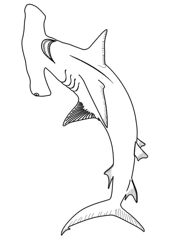 Coloring Sheet Hammerhead Shark Coloring Page