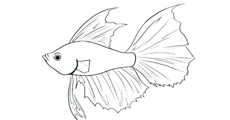 Betta Fish Coloring Pictures