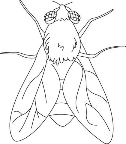 Colouring Insects Outline Images