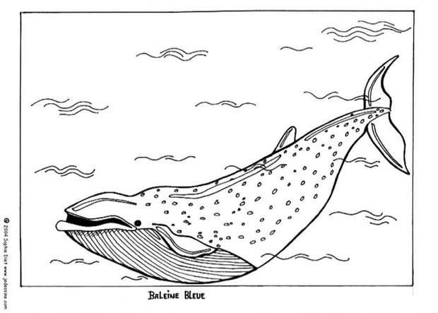 Blue Whale Coloring Pages For Kids