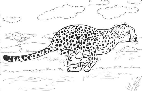 Baby Cheetah Realistic Cheetah Coloring Pages