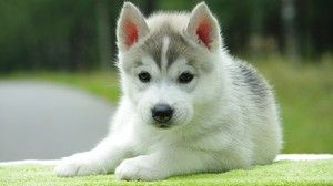 Baby Husky Cute Husky Coloring Pages