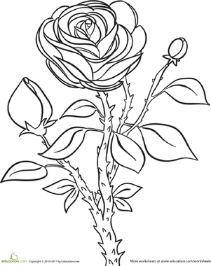 Beautiful Coloring Books Beautiful Rose Flower Coloring Pages