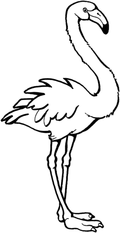 Coloring Sheet Flamingo Colouring Pages