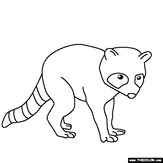 Baby Racoon Coloring Pages