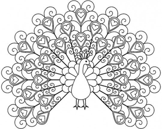 Cute Easy Peacock Coloring Pages