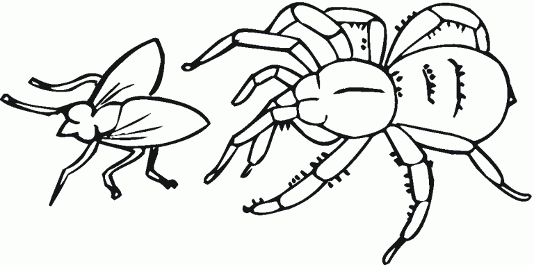 Free Printable Spider Coloring Pages Printable