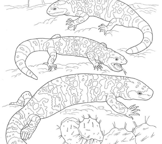 Easy Desert Animals Coloring Pages