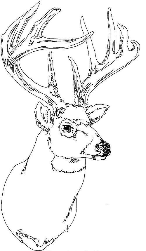 Realistic Deer Head Coloring Pages