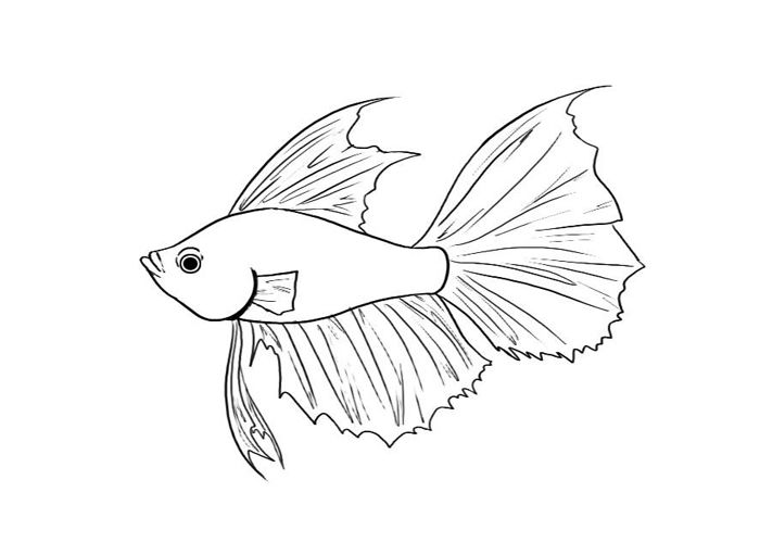 Printable Betta Fish Coloring Page