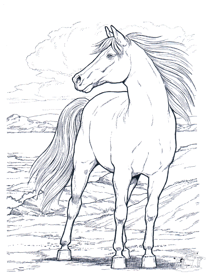 Wild Horse Free Horse Coloring Pages