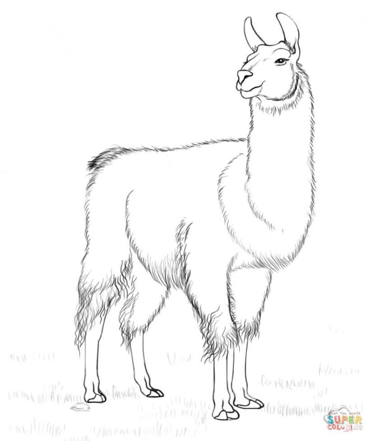 Printable Template Printable Llama Coloring Page