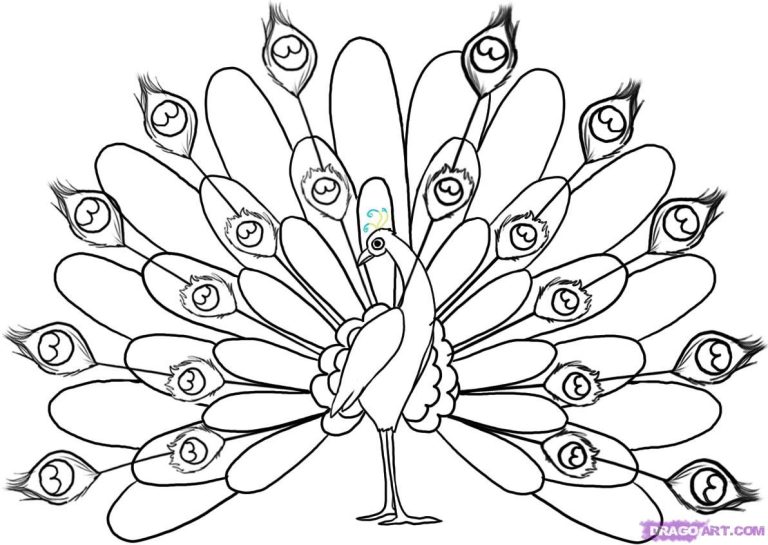 Easy Peacock Coloring Pages Printable