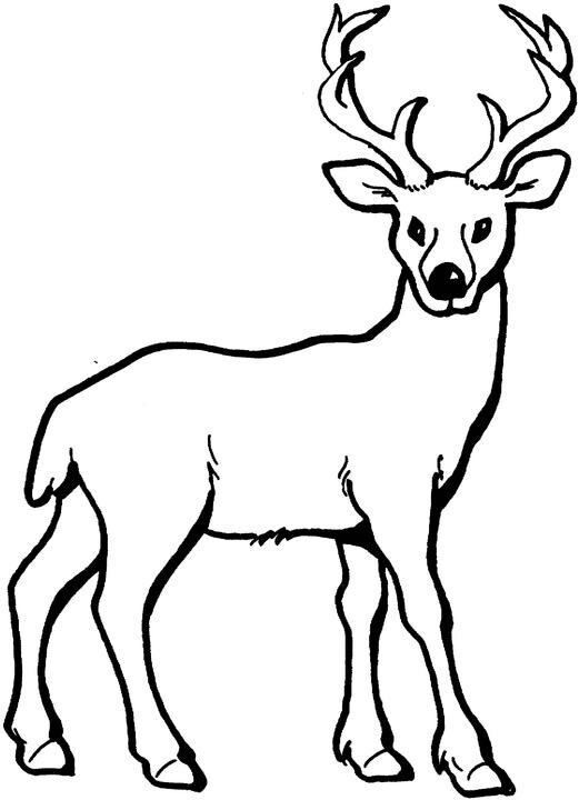 Realistic Baby Deer Coloring Pages