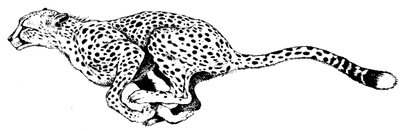 Cute Realistic Cheetah Coloring Pages