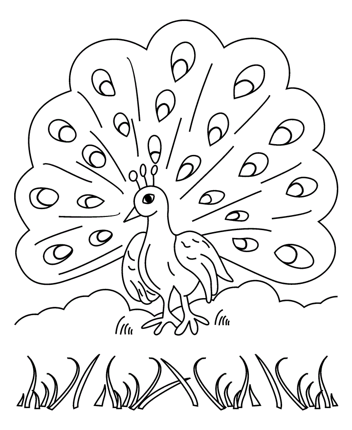 Easy Beautiful Peacock Coloring Pages