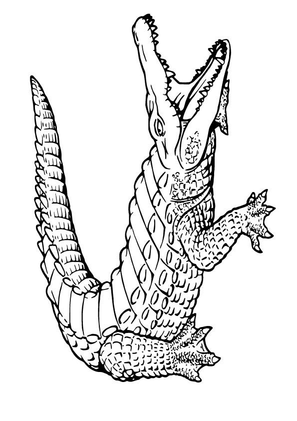 Crocodile Coloring Pages