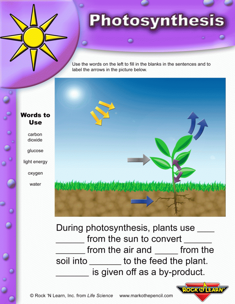 Photosynthesis Worksheet