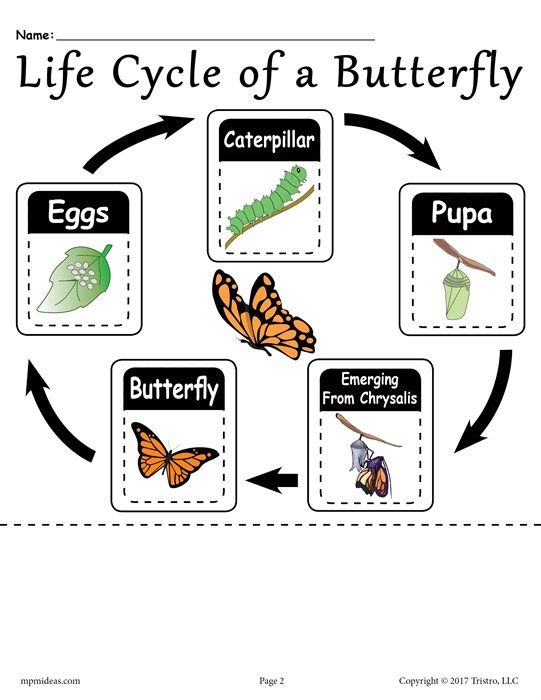 Butterfly Life Cycle Worksheet