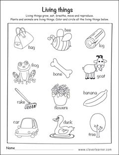 Living Things And Non Living Things Worksheet