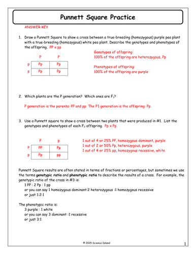 Punnett Square Worksheet 1