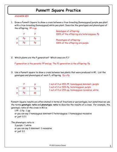 Punnett Square Worksheet Answer Key