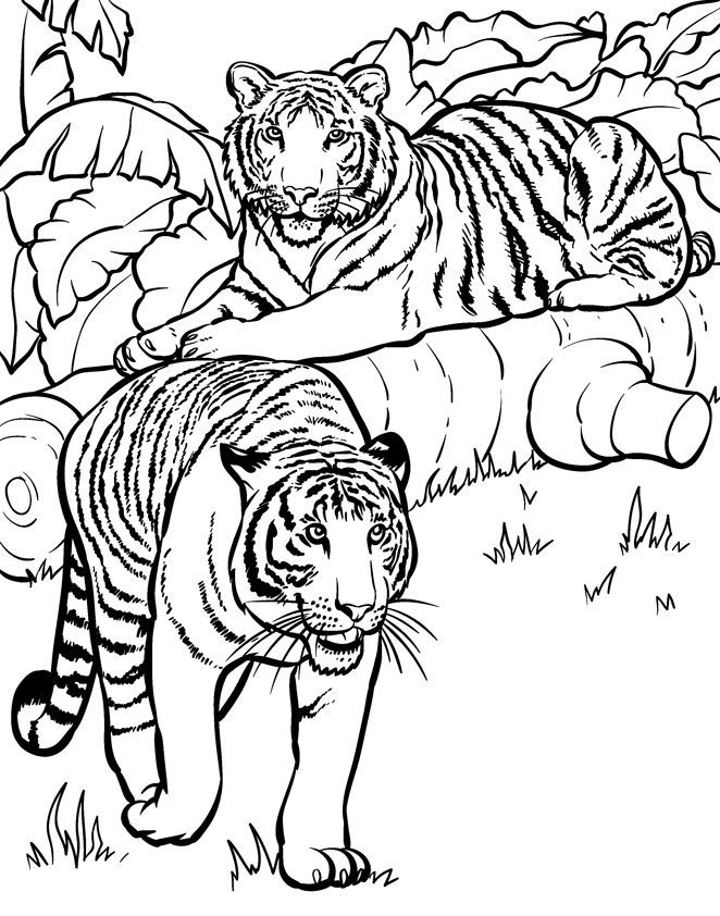 Tiger Coloring Pages