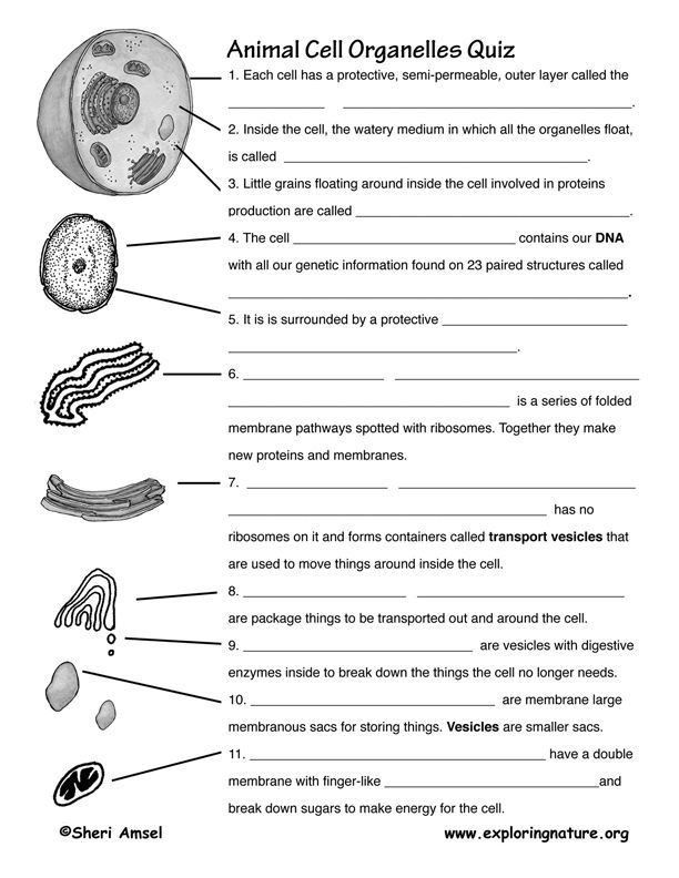 Biology Worksheets