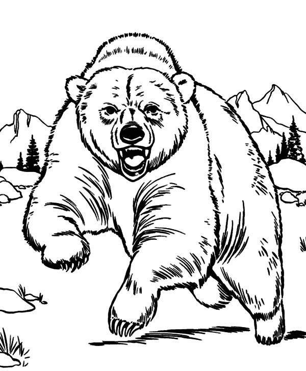 Bear Coloring Pages