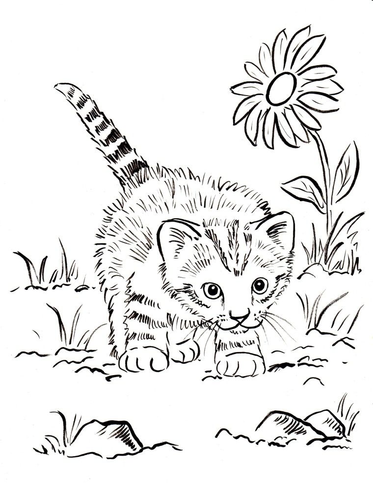 Cute Kitten Coloring Pages