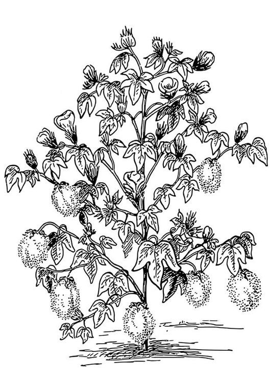 Plant Coloring Pages