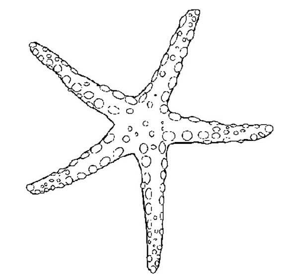 Starfish Coloring Page